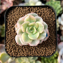 newplants207.jpeg