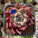 newplants210.jpeg
