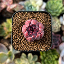 newplants213.jpeg