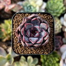 newplants214.jpeg