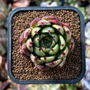 newplants215.jpeg