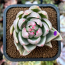 newplants216.jpeg