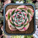 newplants217.jpeg