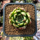 newplants219.jpeg