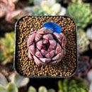 newplants222.jpeg