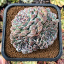 newplants26.jpeg