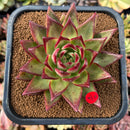 newplants34.jpeg