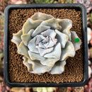 newplants38.jpeg