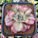 newplants3.jpeg
