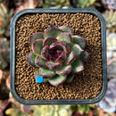 newplants54.jpeg