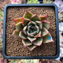 newplants72.jpeg