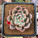 newplants78.jpeg