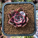 newplants83.jpeg