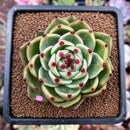 newplants85.jpeg