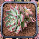 newplants96.jpeg