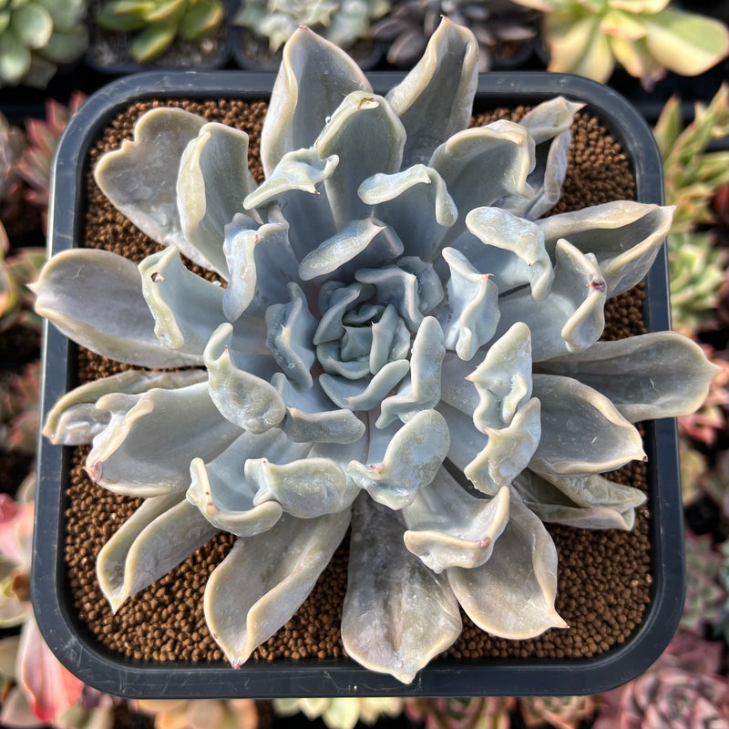 thriller succulents Echeveria 'Thriller Pearl' 4