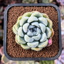 newplantys10.jpeg