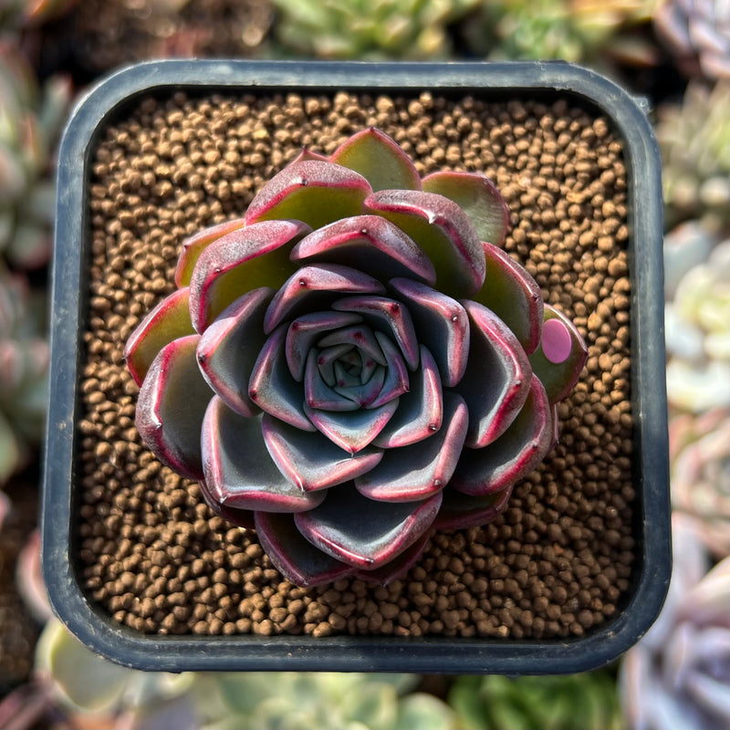 black and pink succulent Echeveria 'Black Pink' 1"-2" New Hybrid Succulent Plant – True Succulents  Plant Co