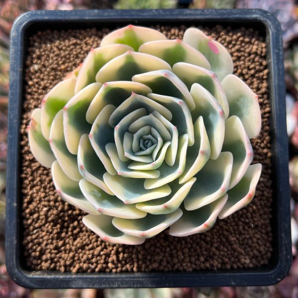 Echeveria 'Compton Carousel' AKA Echeveria 'Lenore Dean'