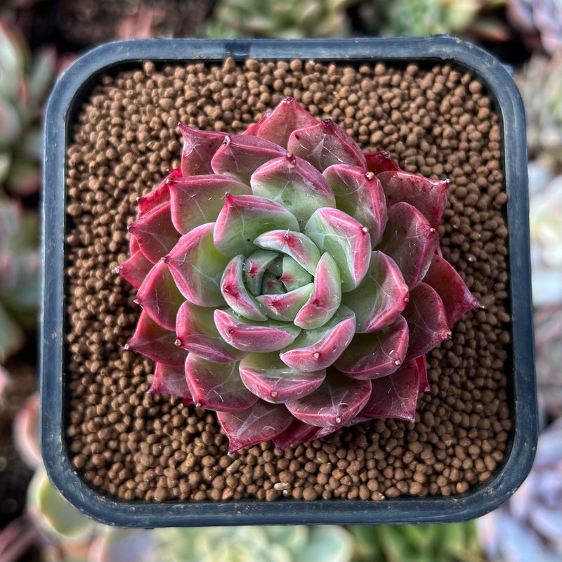 colorado outdoor succulents Echeveria 'Colorado' 1" New Hybrid Succulent Plant