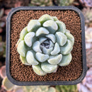 newplantys1.jpeg
