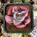 newplantys20.jpeg