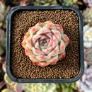newplantys22.jpeg