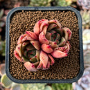 newplantys24.jpeg