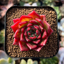 newplantys27.jpeg
