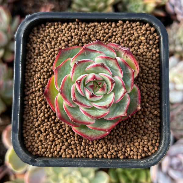 newplantys29_600x600_crop_cent