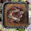 newplantys2.jpeg
