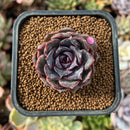 newplantys30.jpeg