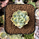 newplantys35.jpeg
