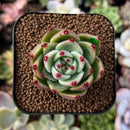 newplantys36.jpeg