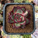 newplantys37.jpeg