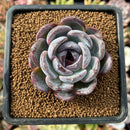 newplantys47.jpeg