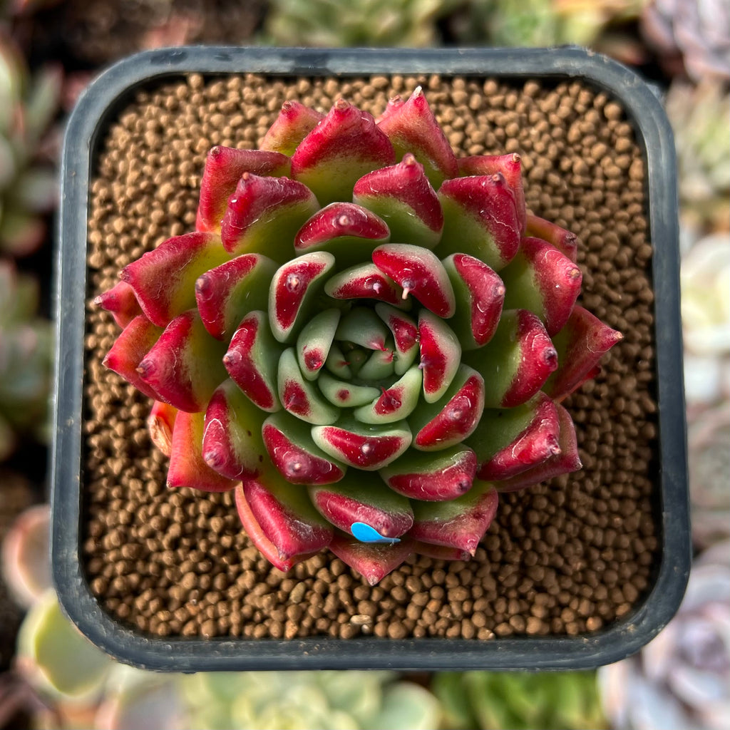 Echeveria Agavoides 'Fillite' 2