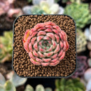 newplantys50.jpeg
