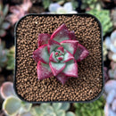 newplantys55.jpeg