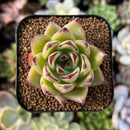 newplantys62.jpeg