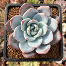newplantys65.jpeg
