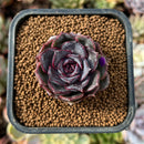 newplantys6.jpeg