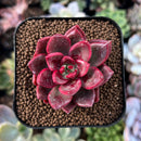 newplantys70.jpeg