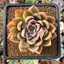 newplantys74.jpeg