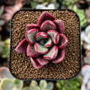 newplantys76.jpeg