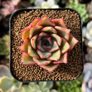 newplantys78.jpeg
