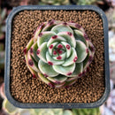 newplantys7.jpeg