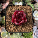 newplantys80.jpeg
