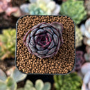 newplantys81.jpeg