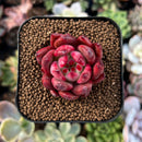 newplantys82.jpeg
